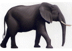 elefant